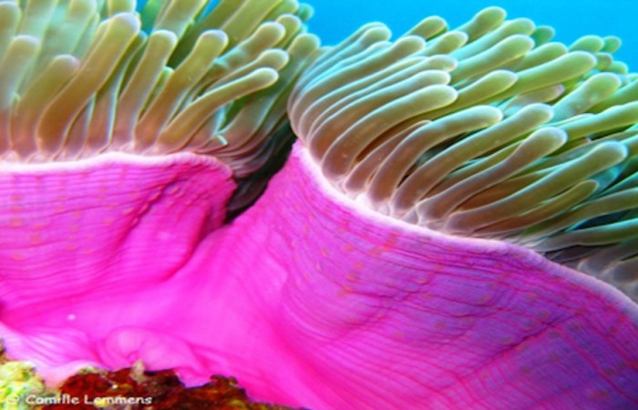 anemone eyes