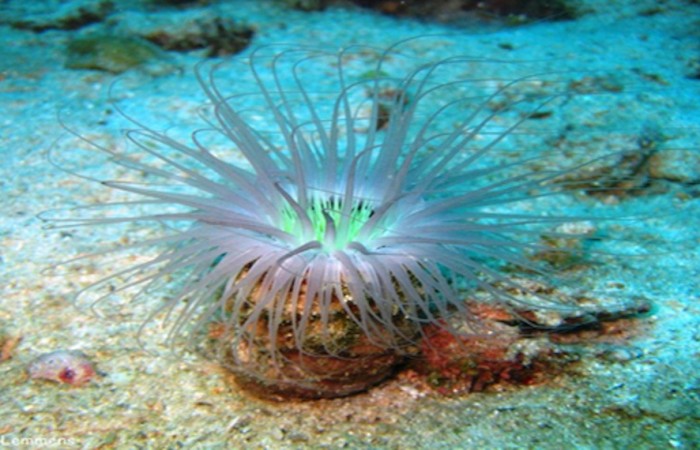 anemone twins