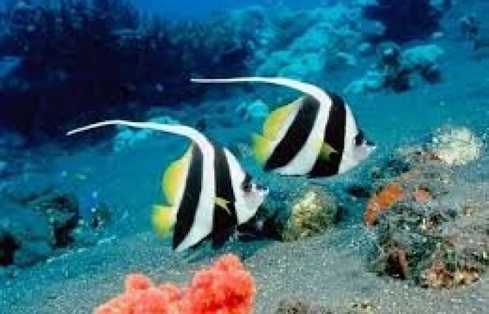 angel fish