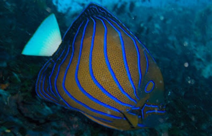 blue slider fish