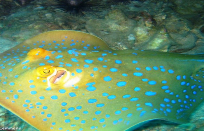 blue spotted stingray