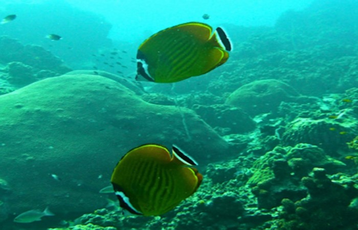 butterfly fish