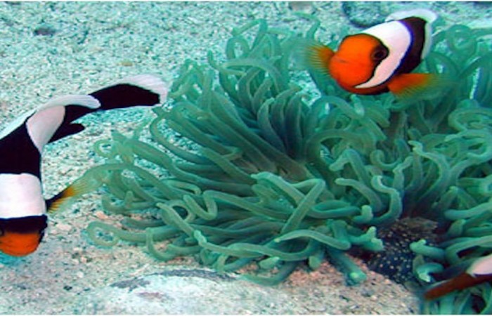 clown fish