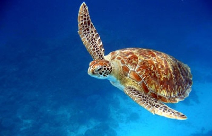 koh-tao-turtle