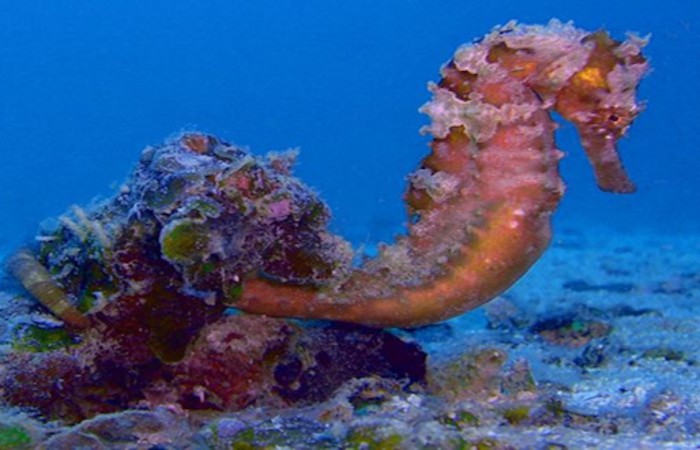 Seahorse