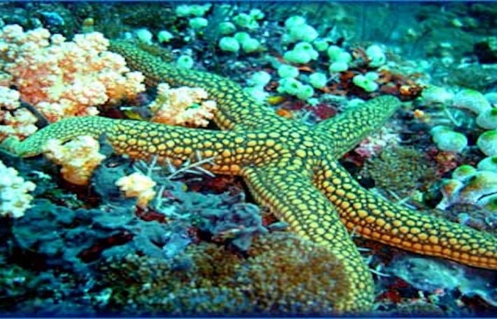 starfish