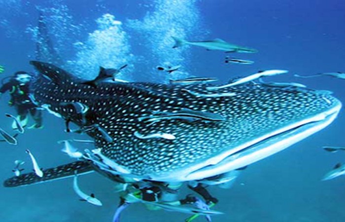 whaleshark